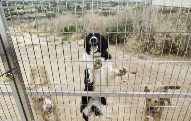 dog kennel software making pet management easier