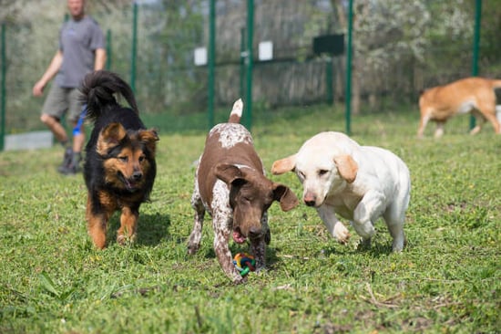 A group of dogs play outside