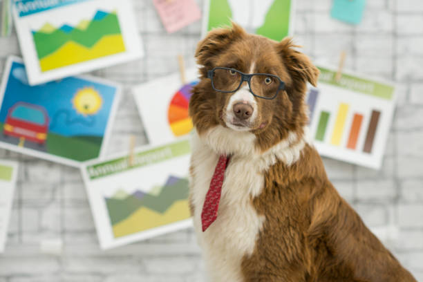 Gingr Business Analytics: Revolutionizing Data for Multi-Location Pet-Care Businesses