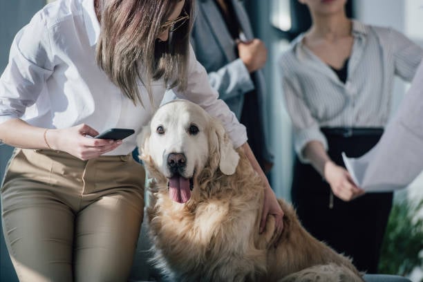pet parent with golden retriever using phone to take action verification successful waiting