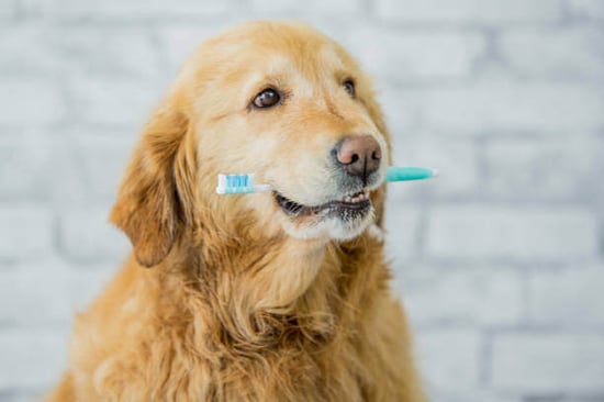 A dog holds a toothbrush
