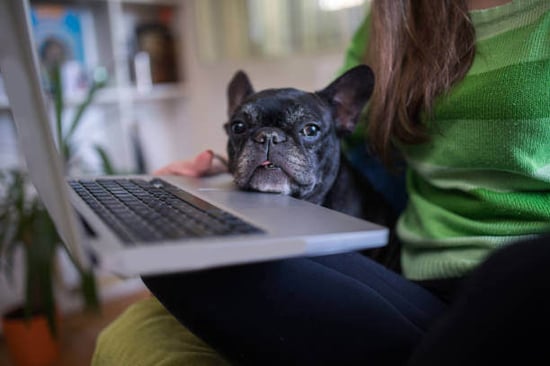 A dog rests it's head on a laptop while being held by their owner
