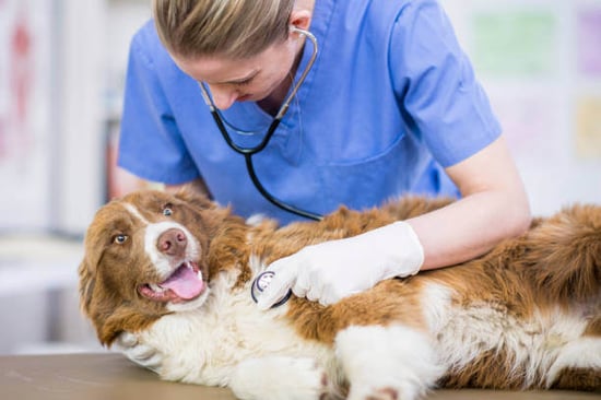 A dog gets a checkup by a veterinarian