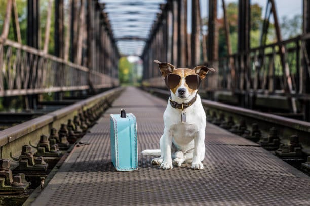 stylish dog in sunglasses sitting alongside a small blue suitcase