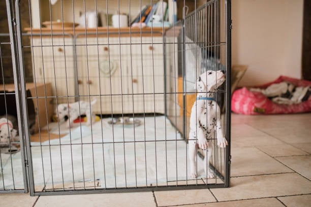 Dalmatian puppies in a large kennel