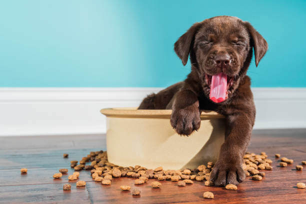 Allergies and Intolerances: Navigating Pet Diets