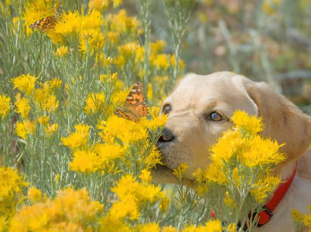 dog in pollinator garden with butterfly