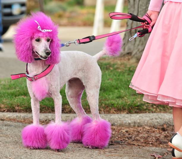 Fur in Fashion: Unleashing Creativity in Dog Grooming