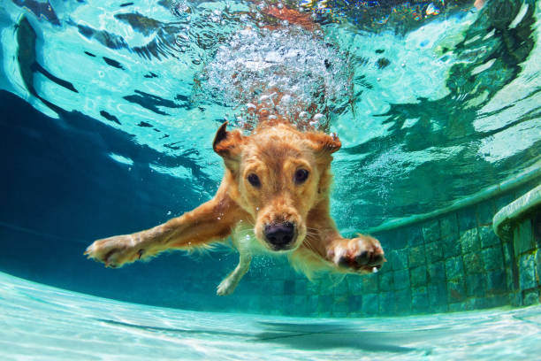 Safe Swimming Practices for Dogs