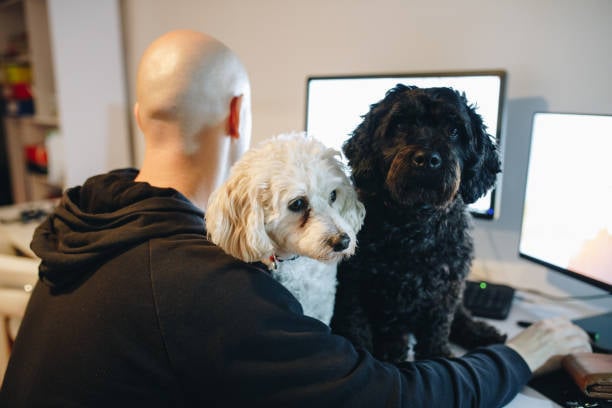 pet business owner checking in pets with dogs on lap