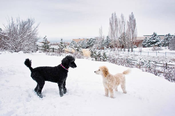 dog friends play out in the snow in a fenced-in dog daycare