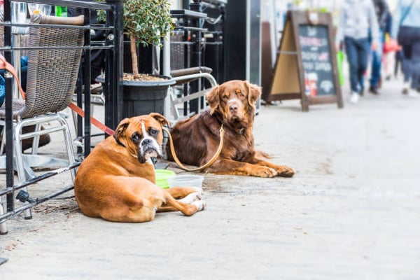Dog Bar Safety Tips: How to Handle Dog Behavior in a Social Environment