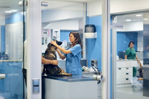 vet examining a dog for kennel cough