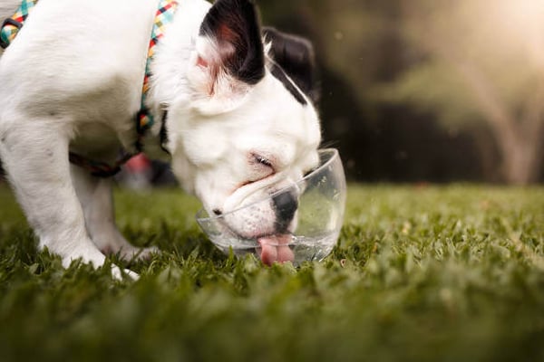 Recognizing Signs of Dehydration and Overheating in Dogs