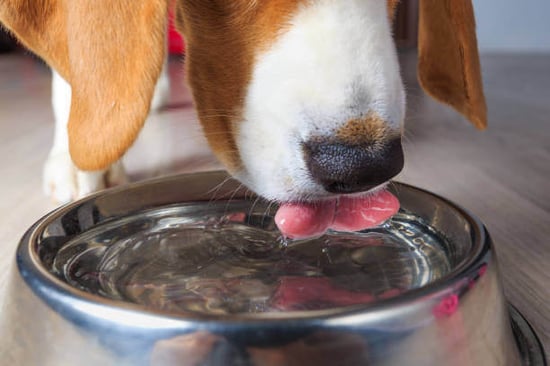 A dog drinks from a water bowl