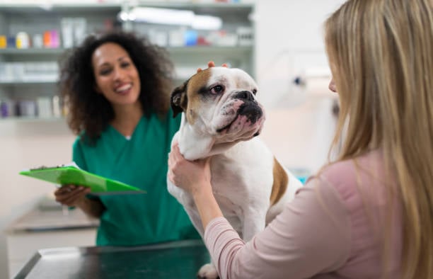 pet-care pro checking in a cute bulldog while parent gives him pets