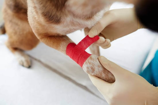 A person wraps a dog's paw