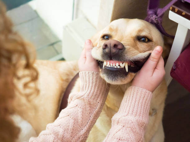 A person checks a dog's teeth