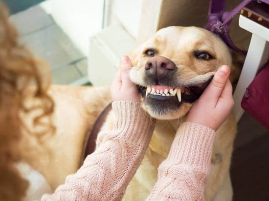 A person checks a dog's teeth