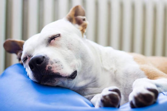 A dog sleeps on a dog bed