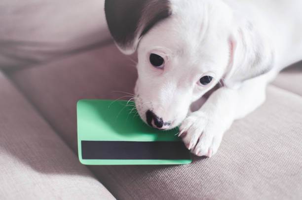 puppy nibbling on a credit card