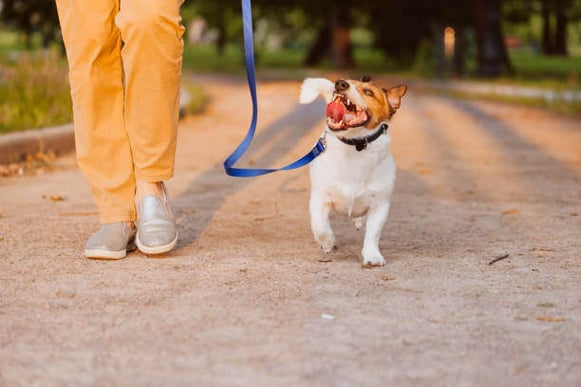 A dog walks next to a person on a leash while looking up at them