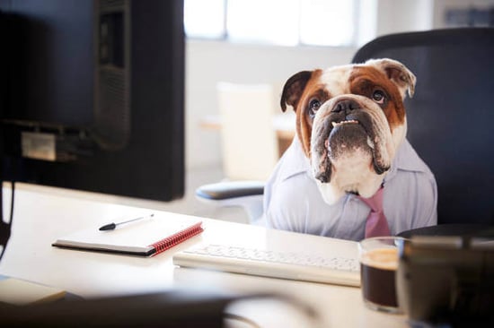 A dog wearing a shirt sits in front of a computer