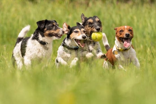 A group of dogs run together outside