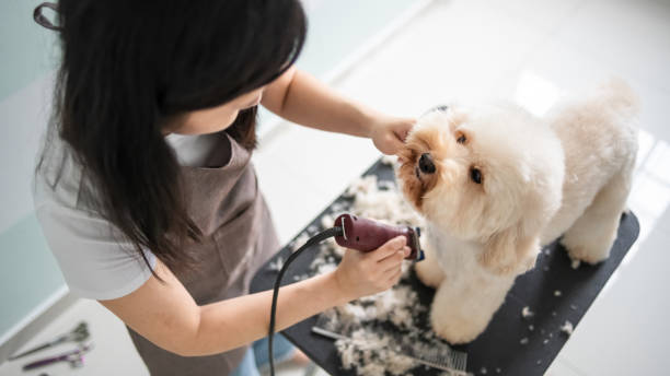 Modern Grooming Trends Every Dog Salon Should Adopt
