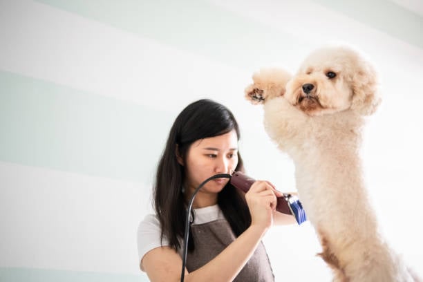 dog groomer working on a small white pup with clippers
