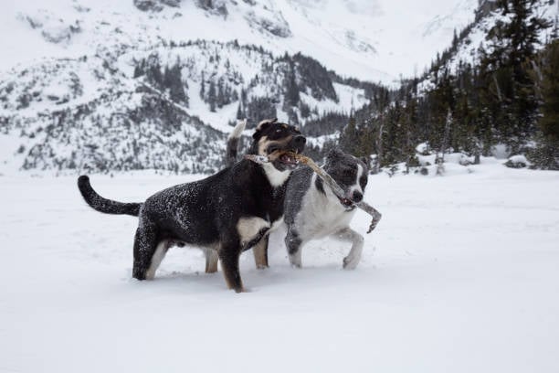 dogs running in the snow and playing with a stick