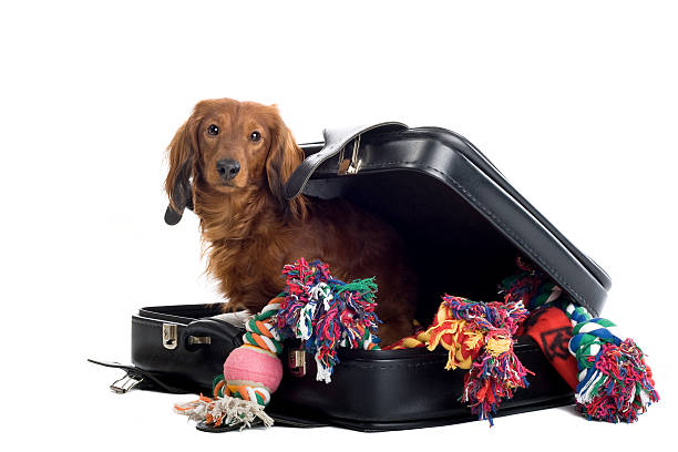 dog with suitcase full of toys