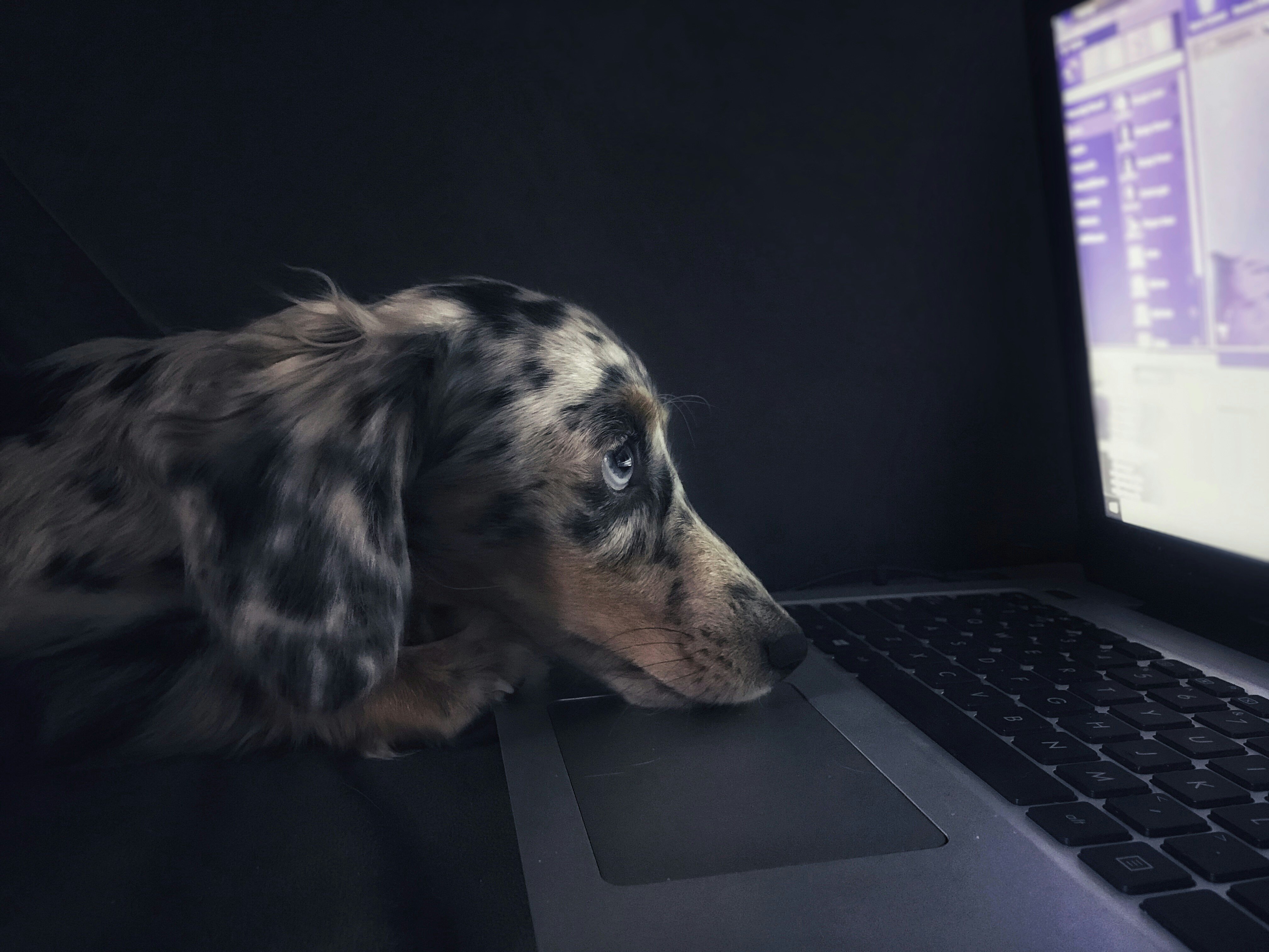How Technology Can Streamline Tasks in Your Pet-Care Business