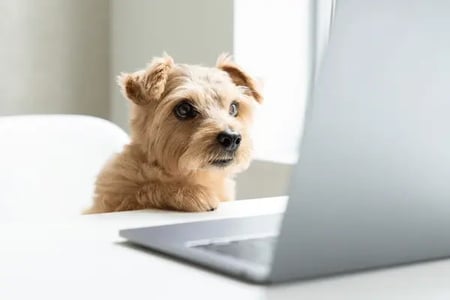 Payment Processing for Pet-Care Businesses: Top Tips & Tools