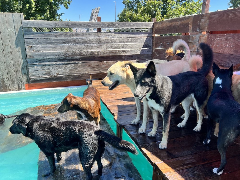 Transforming Play Dog Play: A Gingr Success Story