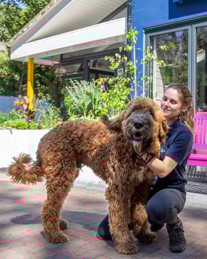 Royton - Board and Train
