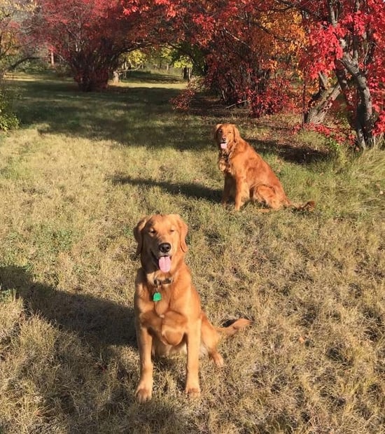 Antelope Creek Estates