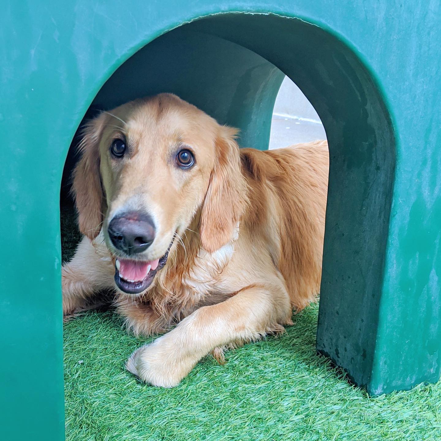 Pawsitively Pampered with Gingr