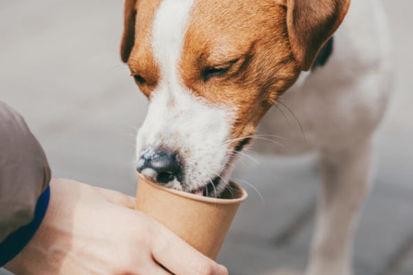 Pup Cups: Everything You Need to Know