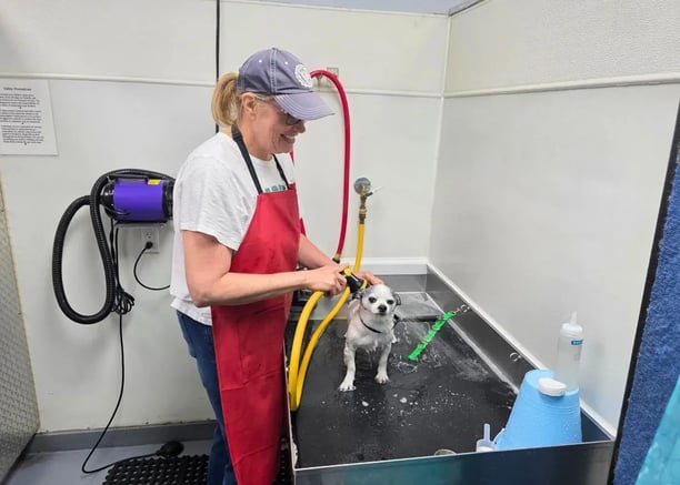 self-wash station at Hippie Hounds dog grooming salon