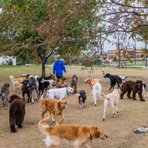 How Gingr Has Fetch-ingly Transformed Pappy's Pet Lodge