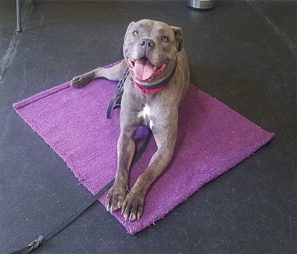 Pawsitively Perfect: How Gingr Helps Sol Dog Lodge Stay Ahead of the Pack