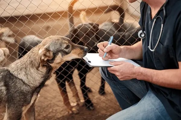 The Importance of Data Hygiene for Your Pet Business