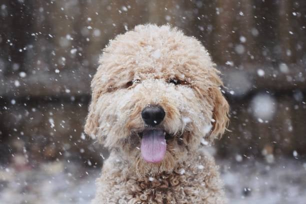 fluffy dog in snow ready for a drop to protect the pet's skin