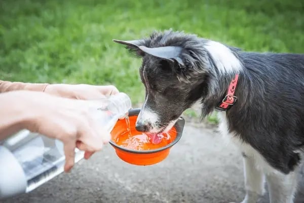 Recognizing Signs of Dehydration and Overheating in Dogs