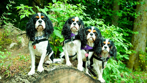 Cavalier King Charles Spaniel dogs outside of Chilled Dawgz