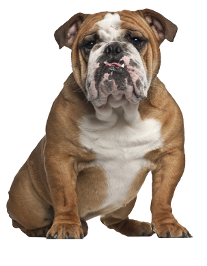 Bulldog