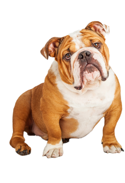 BullDogOnlineCheckin