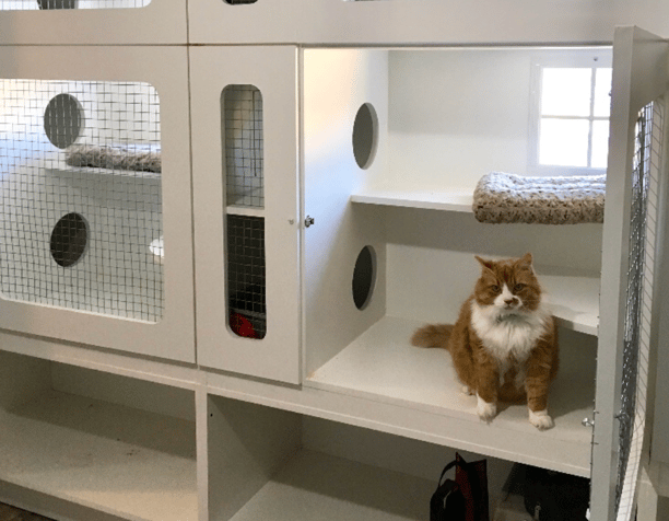 Happy Cats Retreat cat condo