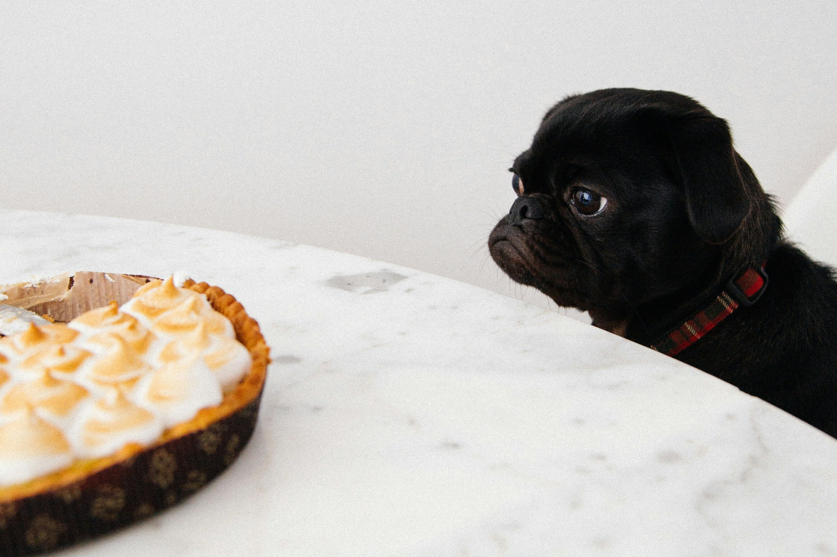 5 Thanksgiving Safety Tips for Pet Parents